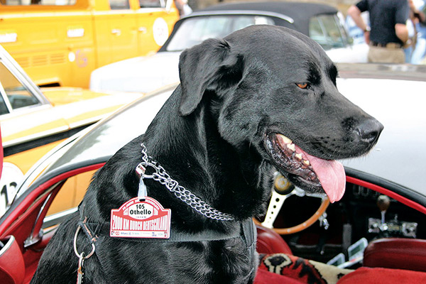 Hund Otello hat sein eigenes Namensschild Hund Otello hat sein eigenes Namensschild